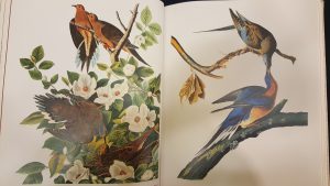 Photo of two pages from Audubon