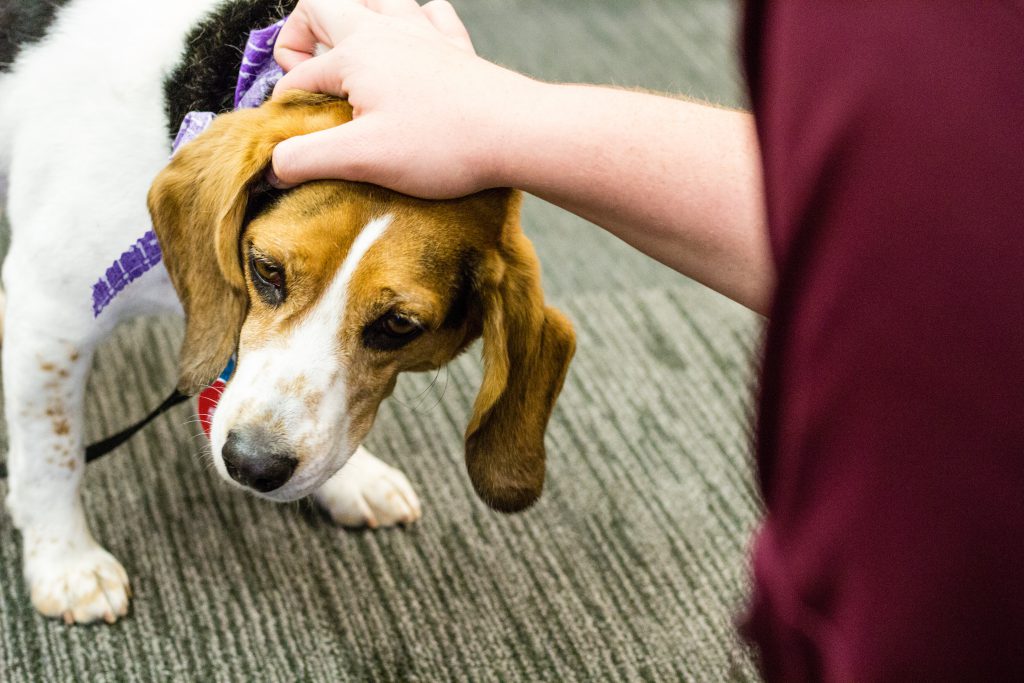 Daphne the beagle being petted by students