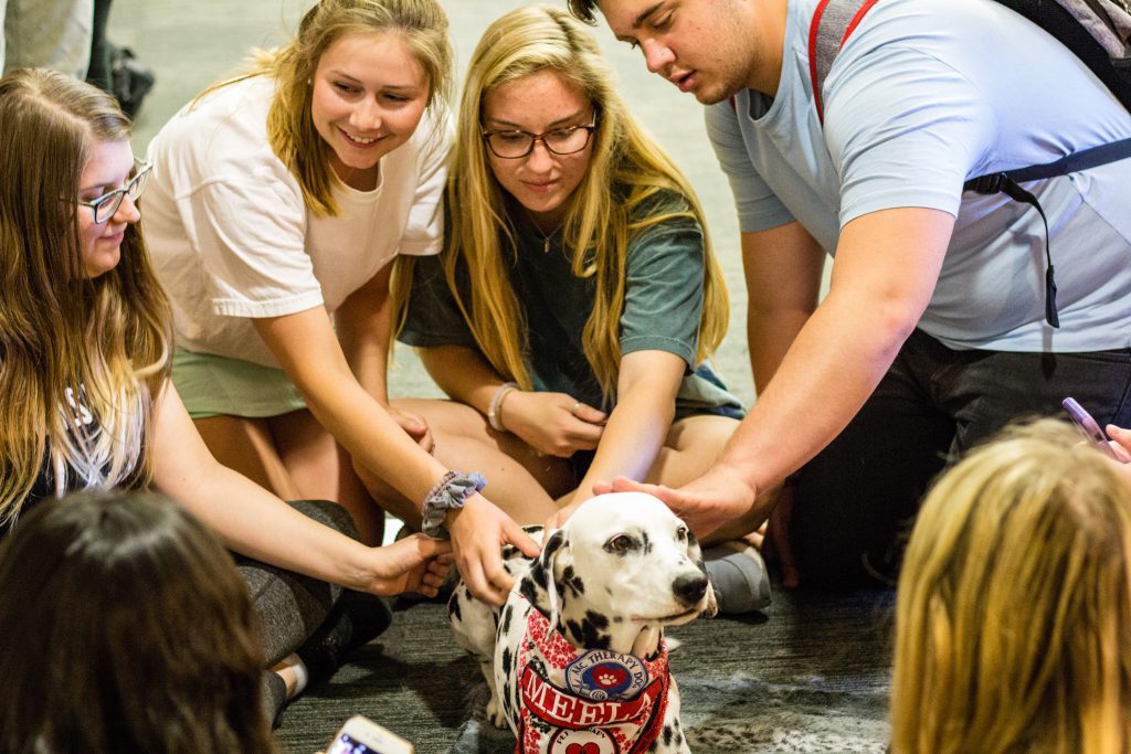 Dalmatian being petted by students