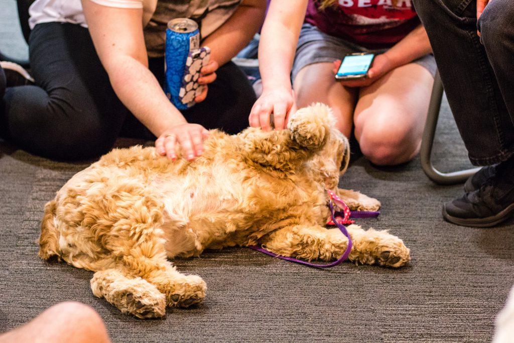 A dog getting a belly rub from students