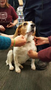 Photo of Daphne, a Pet Therapy Dog