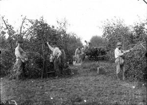 Photo from the Fruit Experiment Station