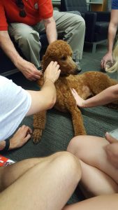 Photo of a dog from Pet Therapy of the Ozarks