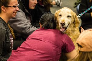 Pet Therapy Session During Finals Week