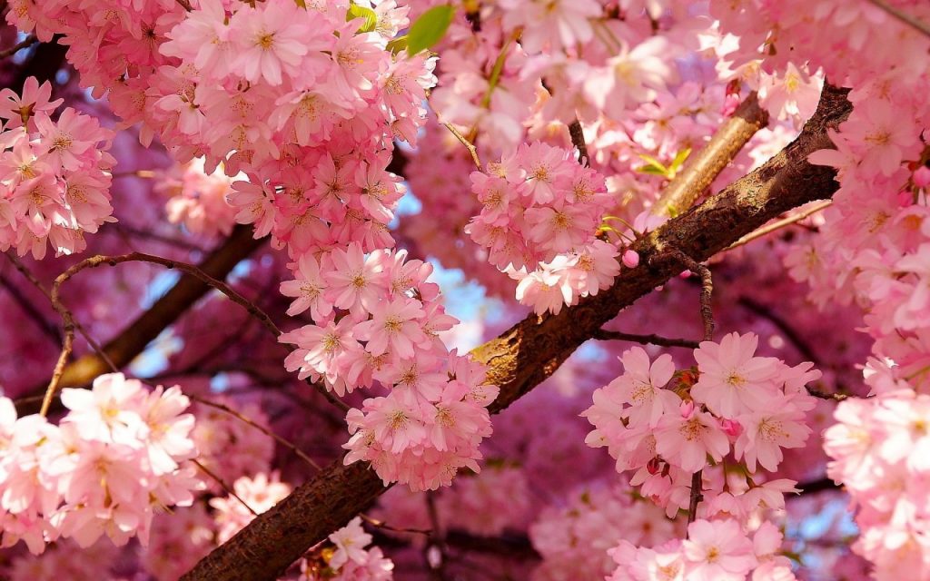 Ozark Jubilee Panel at the MO Cherry Blossom Festival Library Notes