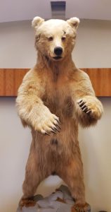 The bear in the Magna Carta Room of Duane G. Meyer Library