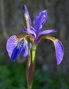 photo of an iris flower