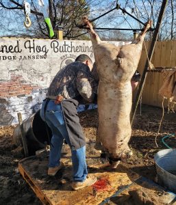 photo of a man butchering a hog
