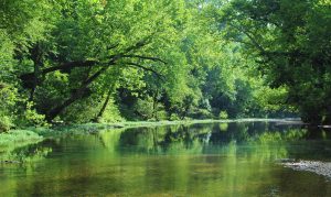 This is an image of trees lining Bull Creek.