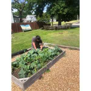 Marcal Eilenstein working in a raised bed at the Woodland Heights Community Garden at Reed Academy