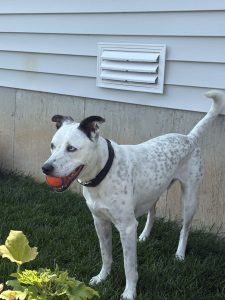 a white dog named Bandit