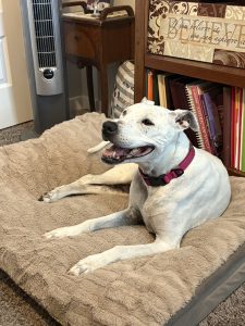 Basil, the dog