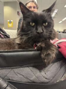 Picture of Maine Coon cat in a stroller at Duane G. Meyer Library.
