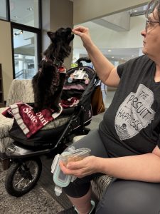 Black Maine Coon cat gets a snack from his human mom.