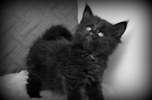 A small, black kitten. A baby Maine Coon