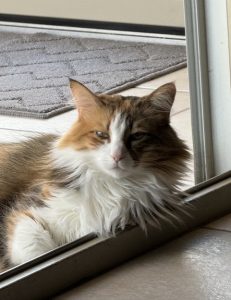 a brown and white cat sits in a window